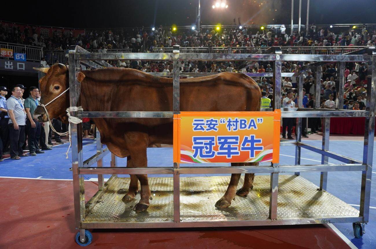托洞腐竹, alt